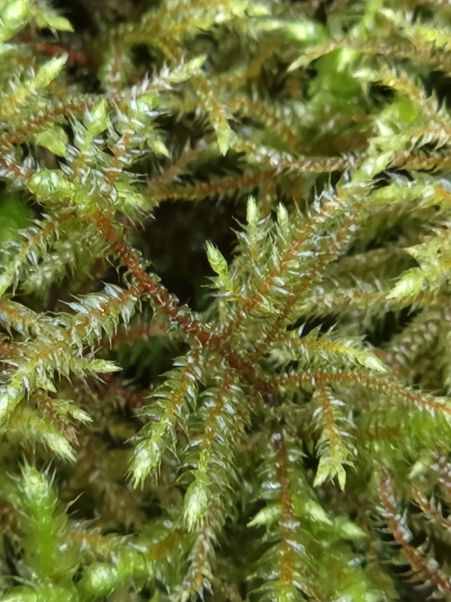Loeskeobryum brevirostre