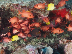 Sargocentron xantherythrum
