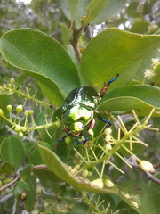 標本 Brazil Pelidnota cyanitarsis 20mm 標本 Brazil Pelidnota