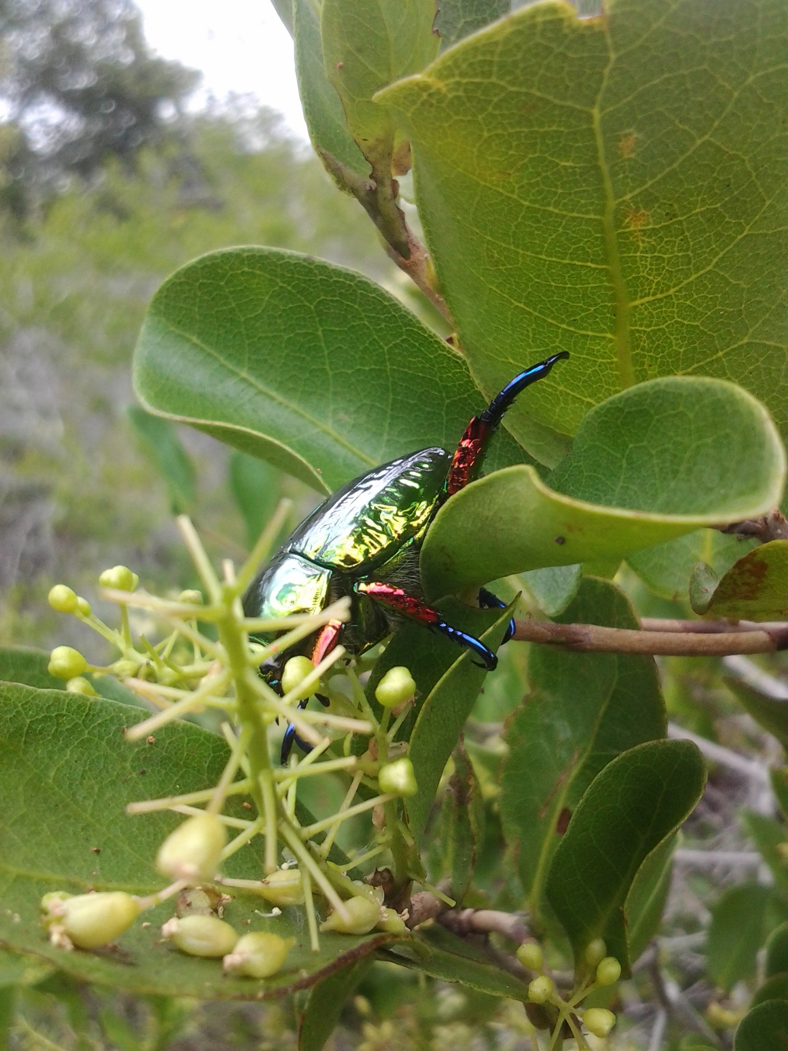 標本 Brazil Pelidnota cyanitarsis 20mm Pelidnota cyanitarsis · iNaturalist