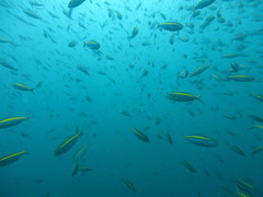 Caesio xanthalytos