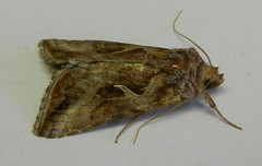 Autographa rubidus