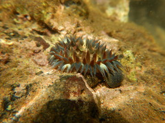 Bunodosoma cavernatum