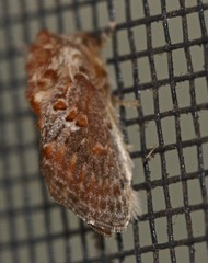 Pseudanapaea denotata