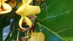 Deplanchea tetraphylla