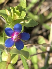 Anagallis