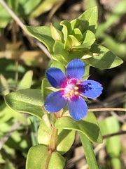 Anagallis