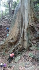 Ficus albipila