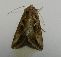 Autographa rubidus
