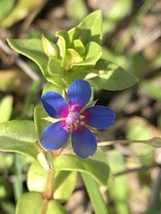 Anagallis