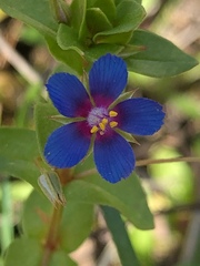 Anagallis