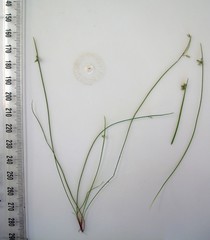 Isolepis reticularis
