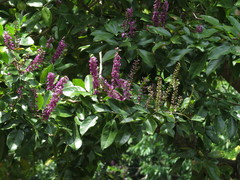 Lonchocarpus hondurensis