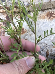 Planodes virginicum