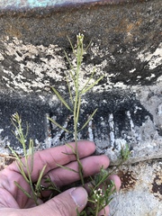 Planodes virginicum