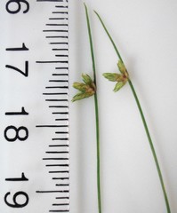 Isolepis reticularis