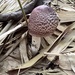 Agaricus martinicensis - Photo (c) chromoholicbird，保留部份權利CC BY-NC