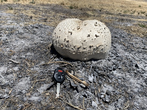 iNaturalist observation photo of Western Giant Puffball