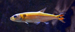 Freshwater Barracuda photo 5