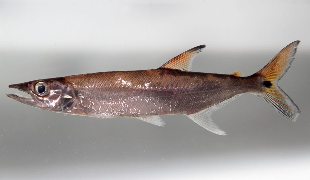 Pike Characin