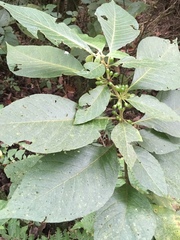 Lycianthes radiata