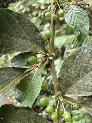 Lycianthes radiata