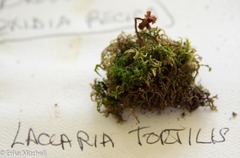 Laccaria tortilis