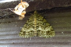 Pseudocoremia indistincta