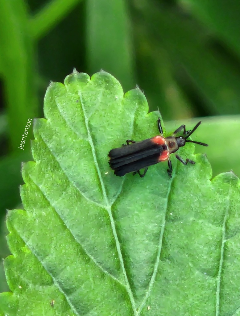 Heterispa vinula