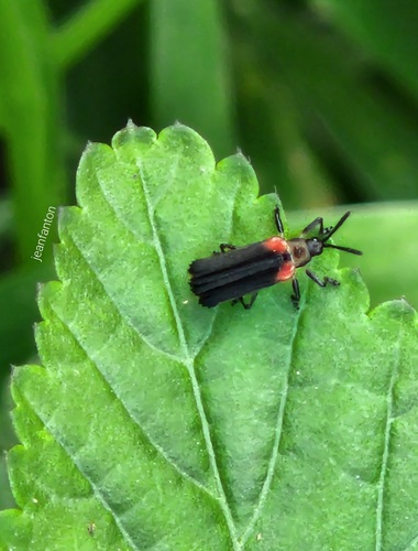 Heterispa vinula