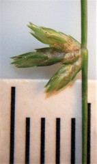 Isolepis reticularis