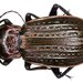 Carabus morbillosus - Photo (c) Udo Schmidt, some rights reserved (CC BY-SA)