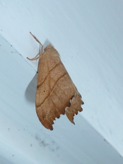 Drepana bilineata