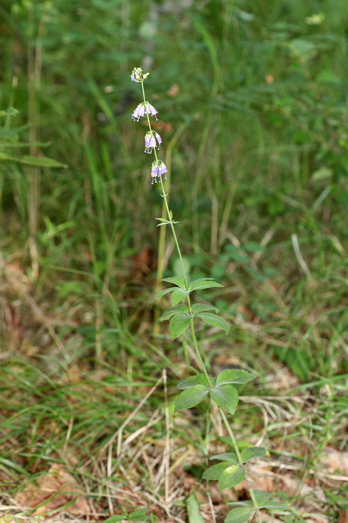 Adenophora probatovae