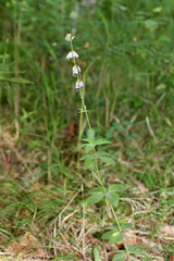 Adenophora probatovae