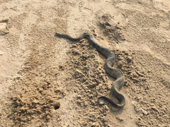 Hydrophis schistosus