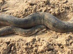 Hydrophis schistosus
