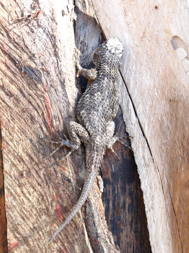 Lundell's Spiny Lizard
