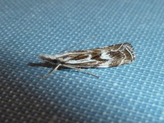 Catoptria oregonicus