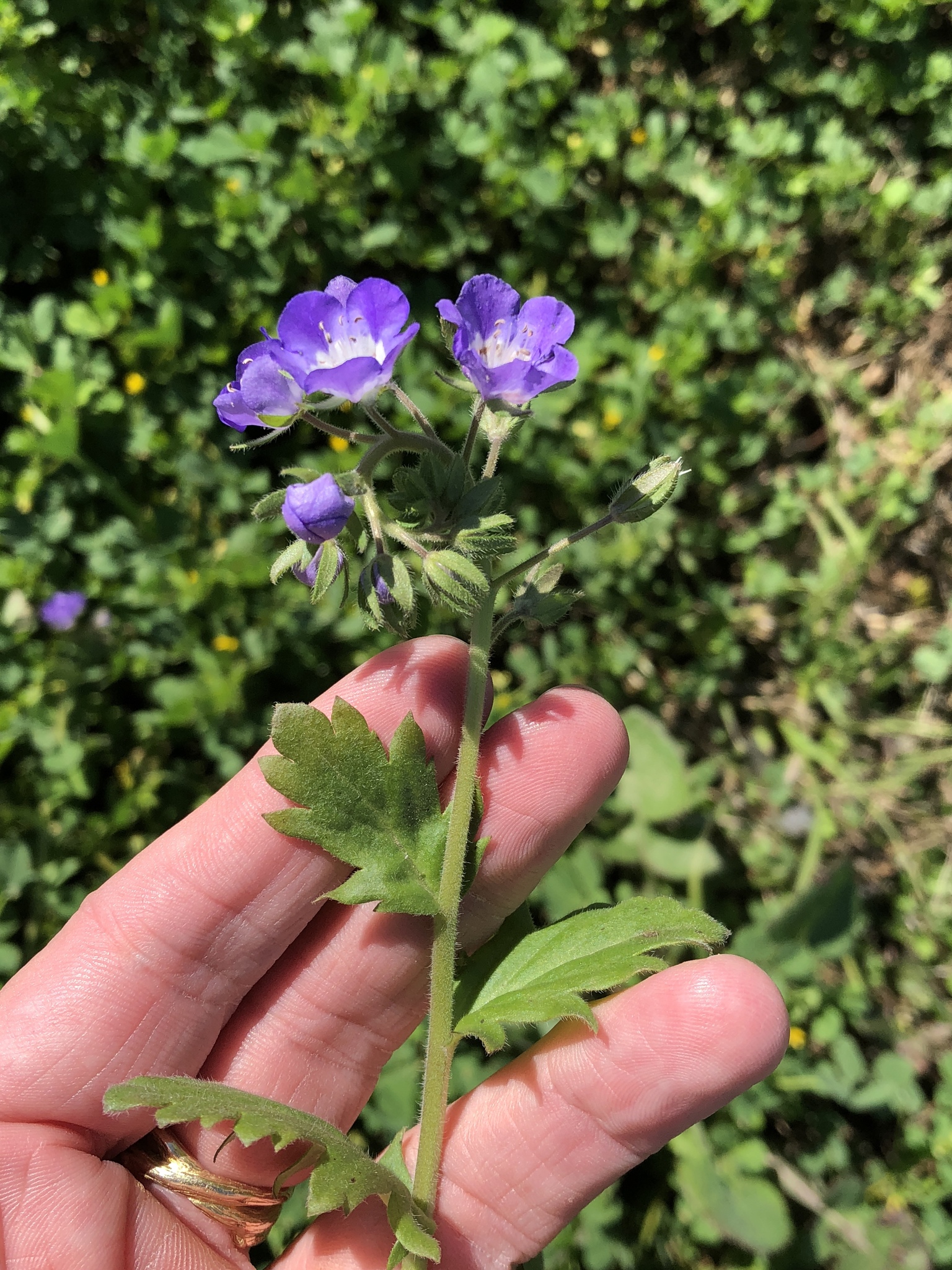 Phacelia patuliflora var. patuliflora