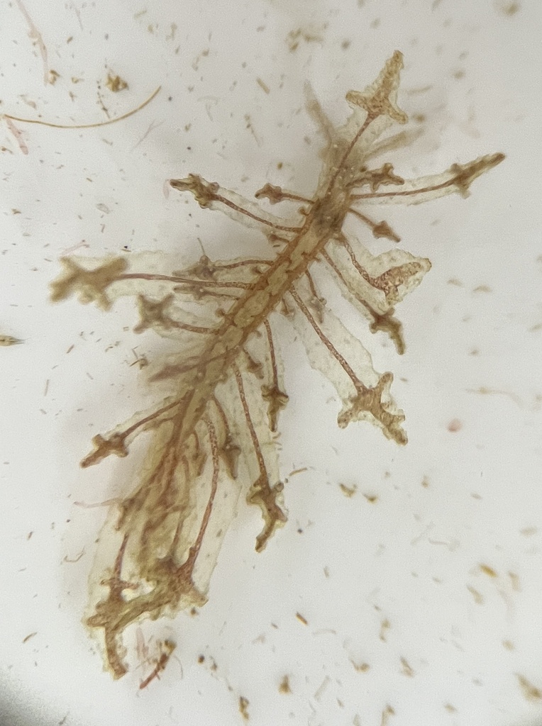 Hermaea cruciata