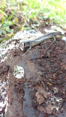 Scincella gemmingeri