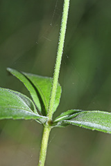 Adenophora probatovae