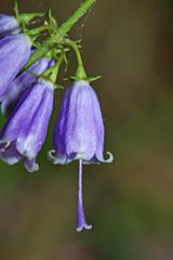 Adenophora probatovae