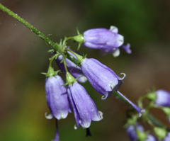 Adenophora probatovae