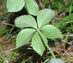 Adenophora probatovae