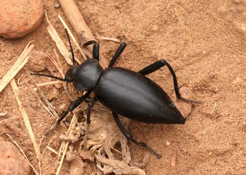 Eleodes acuticauda