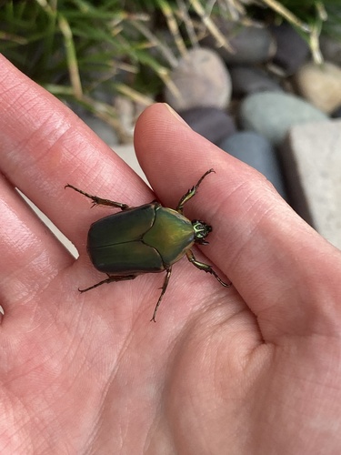 Green June beetle