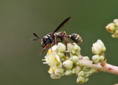 Polybiomyia bellardii