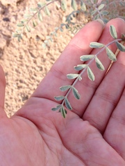 Astragalus magdalenae